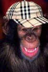 chimpcap.jpg