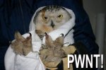 Pwnt.jpg