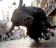 ava_bull_test.jpg