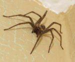 spidersmall.jpg