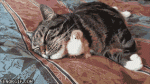 hAF773BDE.gif