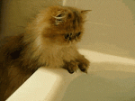 h4B483262.gif