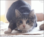 cat.gif