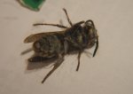 hornet.jpg