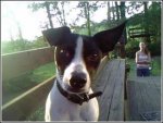 elvis3.jpg