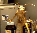 bugcup.jpg