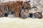 Tigers_05.jpg