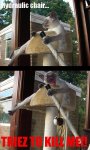 lolcat.jpg