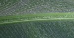 spidermites.jpg