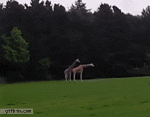 Oh-giraffe-you-are-doing-it-wrong.gif