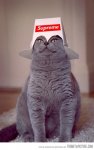 funny-cat-box-hat.jpg