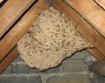 wasp nest1.jpg