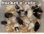 bucketocute.jpg