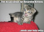 retard kitten.jpg