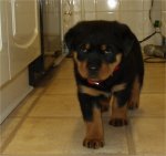 pup.jpg