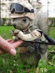 squirrel.jpg