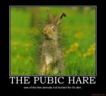 the-pubic-hare_web.jpg