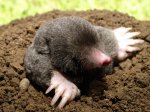 mole-removal-stockport.jpg