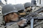 dogs of war.jpg