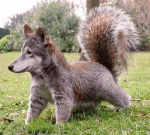 squirrel dog.png