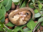 dormouse-david-chapman.jpg