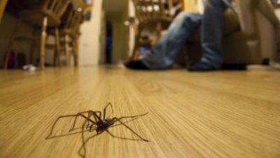 10-house-spiders-to-watch-out-for-in-your-home-136400366409310401-150914141435.jpg