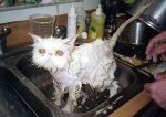 best-pictures-of-wet-cats2.jpg