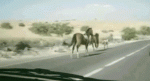 Horse%20vs%20Car.gif