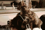 funny-gifs-hat-cat[1].gif