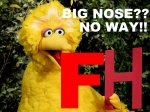 bigbird-1.jpg