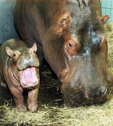 baby_hippo.jpg