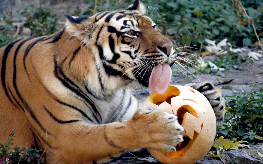 tiger-animals_3487737k.jpg