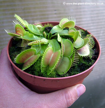 venus-fly-trap-large.jpg