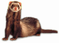 ferret.jpg