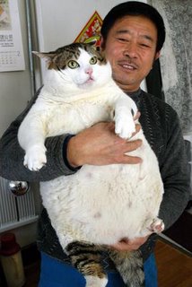 fat-cat.jpg