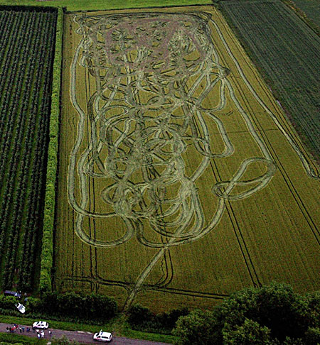 cornfieldPHST_450x486.jpg