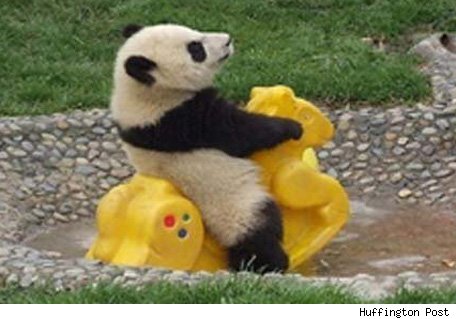 panda-rocking-horse-huffpo-456.jpg