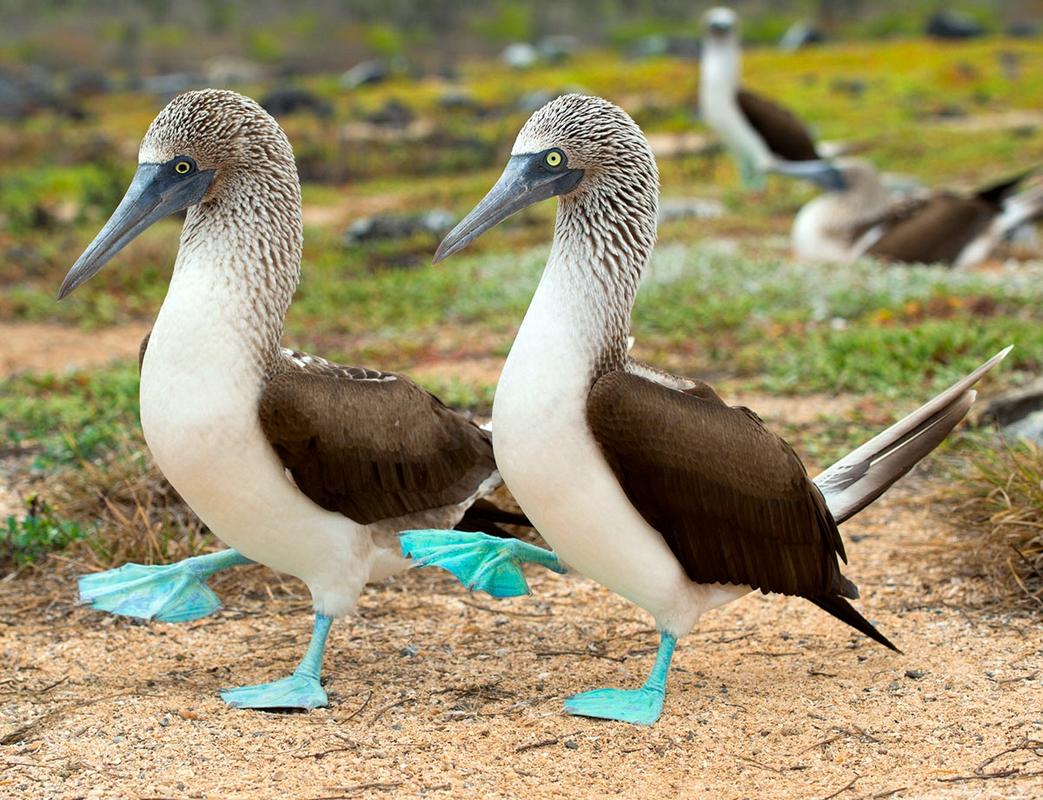 Blue_Booby2.jpg