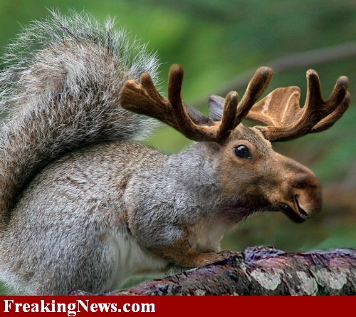 squirrel-moose.jpg