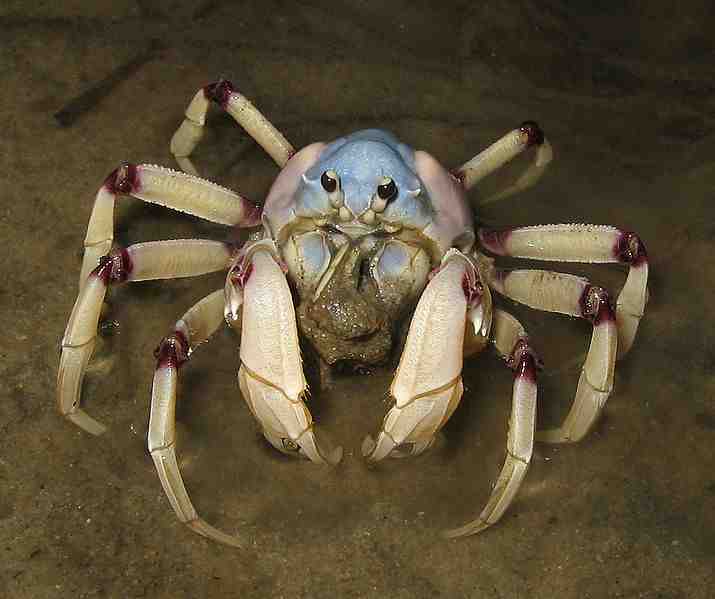 soldier-crabs.jpg