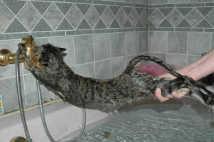 cat_wet.jpg