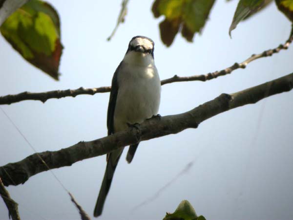 0145_Ashy_Minivet.jpg