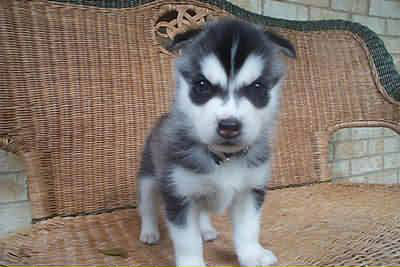 981-evildog.jpg