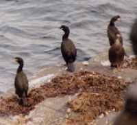 Shag(EK).jpg