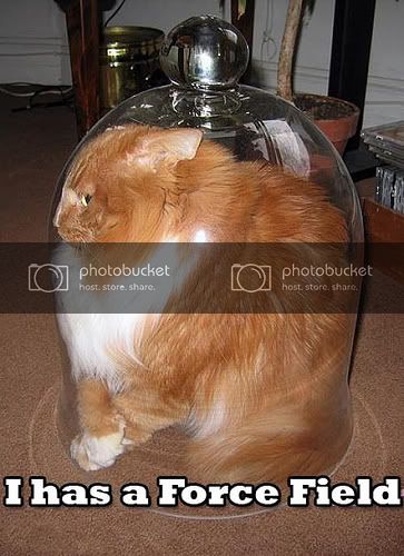 lol-cats.jpg