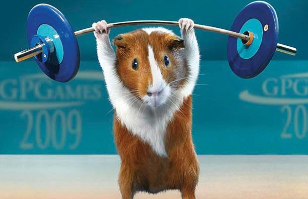 guinea-pig-weight-l_786613i.jpg