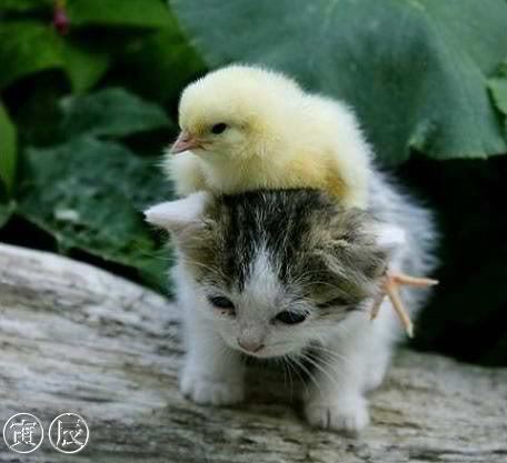 cute-cat-cute-kittens-9820698-456-417.jpg