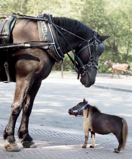 NYHETER-12s17-horse-33_438.jpg