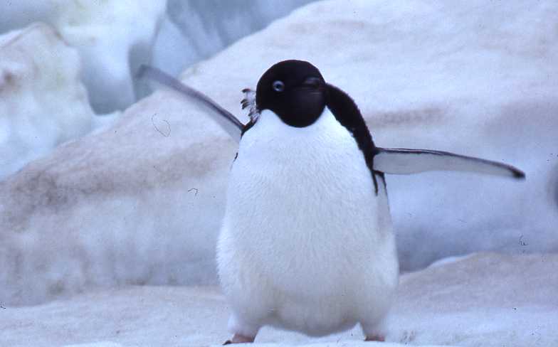 An%20angry%20little%20penguin.jpg