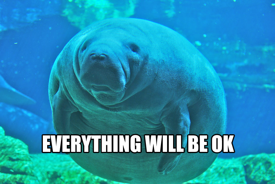 calming-manatee.jpg